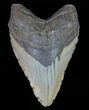 Heavy, Fossil Megalodon Tooth - North Carolina #66143-1